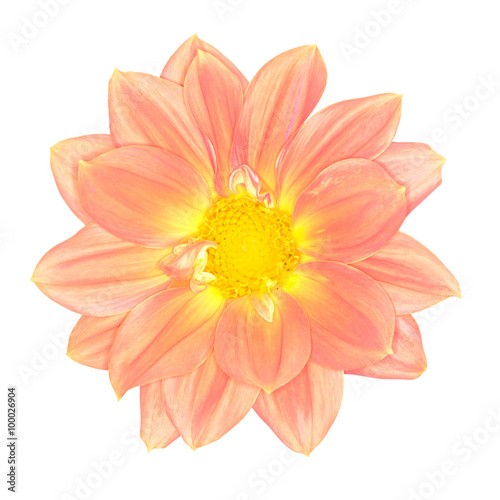 Orange Dahlia Isolated on white background