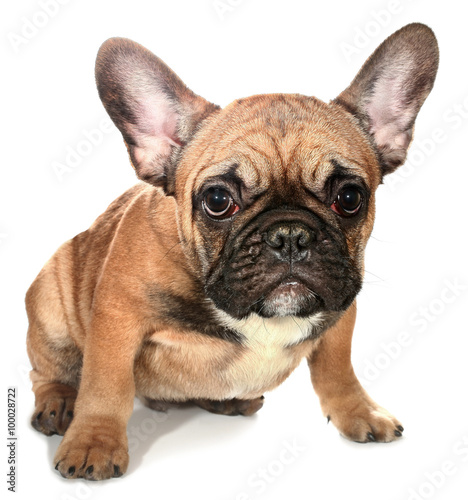 Cute little French bulldog puppy