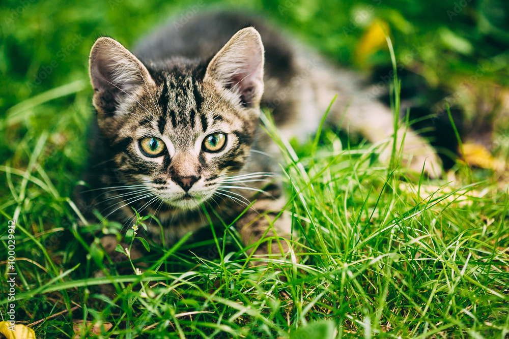 Playful Cute Gray Cat Kitten Play In Grass Outdoor