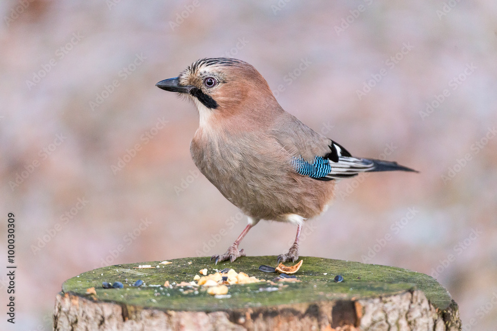 Eurasian jay (Garrulus glandarius) stocking up for harsh winter days. Eurasian jay (Garrulus glandarius) stocking up for harsh winter days.