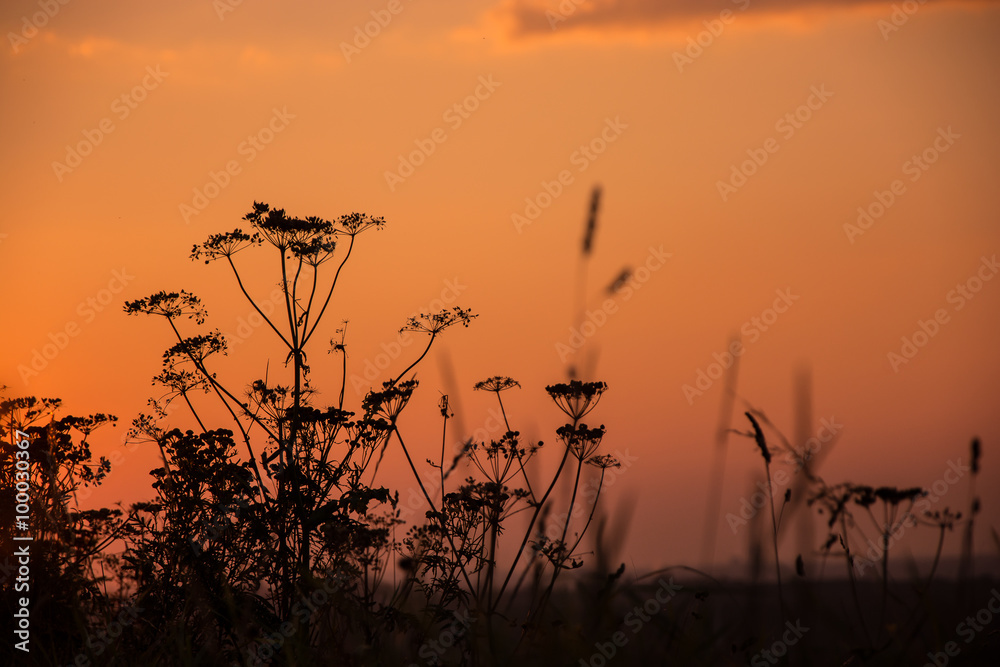 Sunset with a beautiful floral silhouette