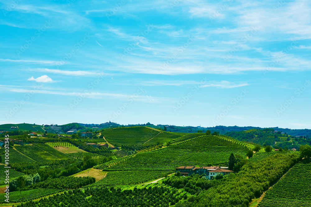 Chianti vineyard landscape 