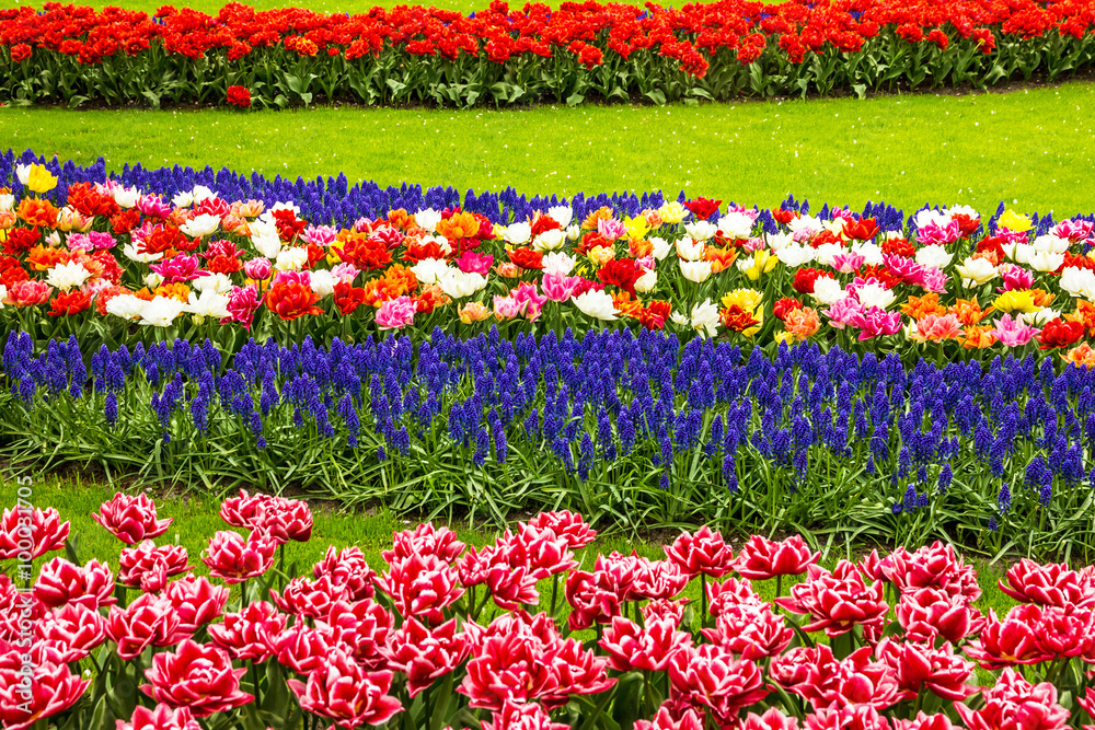 tulips and hyacinths flowerbed, Holland, park Keukenhof