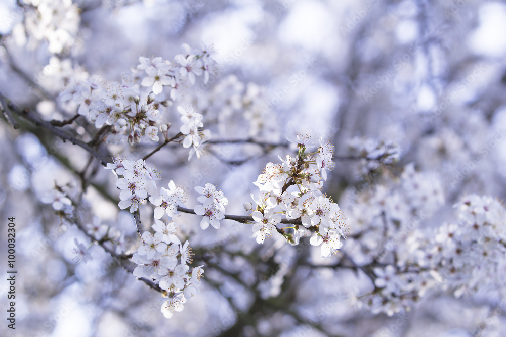 Blühender Baum im Frühling