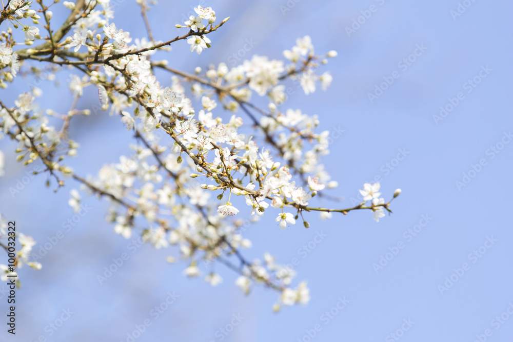 Blühender Baum im Frühling