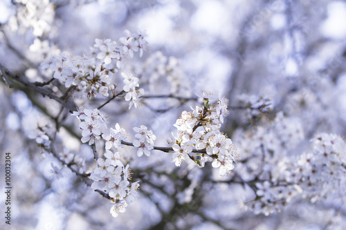 Blühender Baum im Frühling © foxartwork