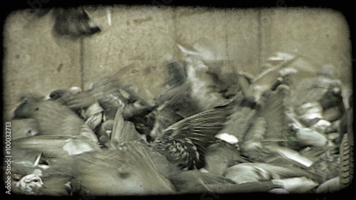 Feeding Pidgeons. Vintage stylized video clip. photo
