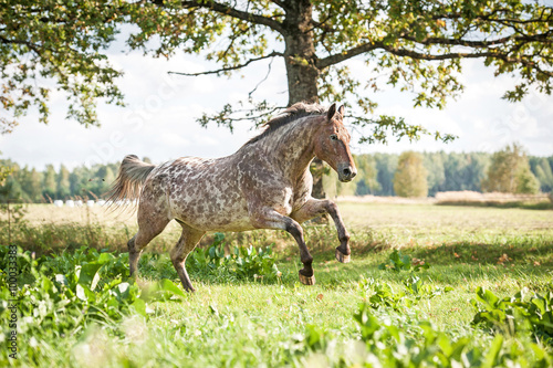 Appaloosa horse running on the field in summer