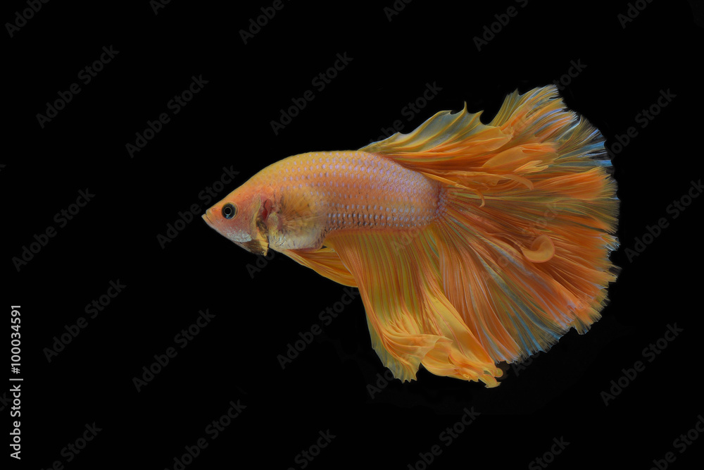 Obraz premium fighting fish