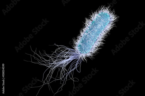 Bacterium Pseudomonas aeruginosa isolated on black background, model of bacteria, realistic illustration of microbes photo