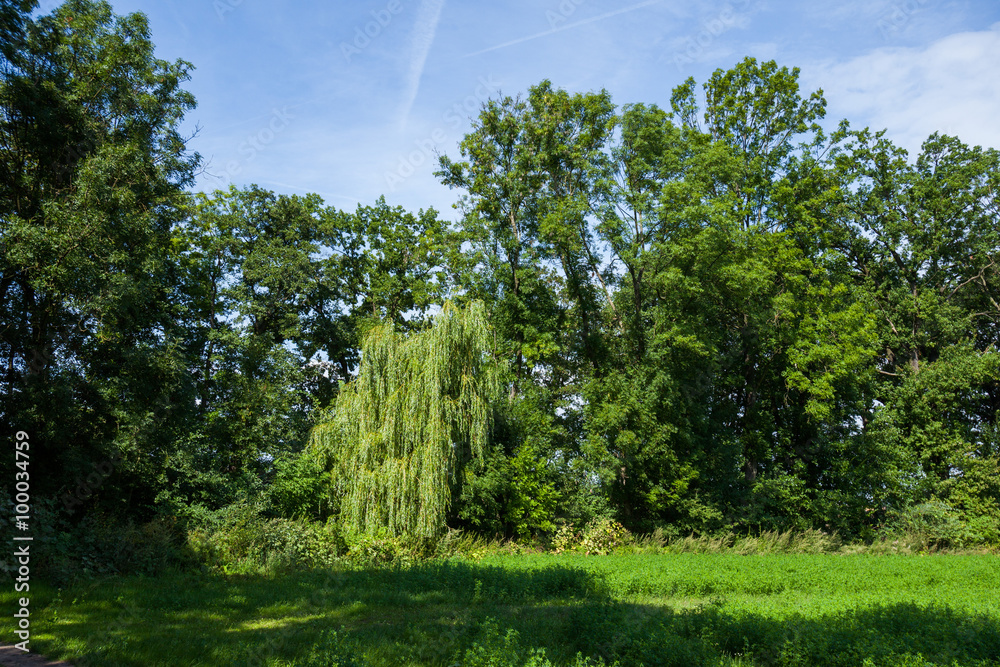 Green trees in forest