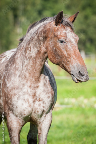 Portrait of beautiful appaloosa horse in summer photo