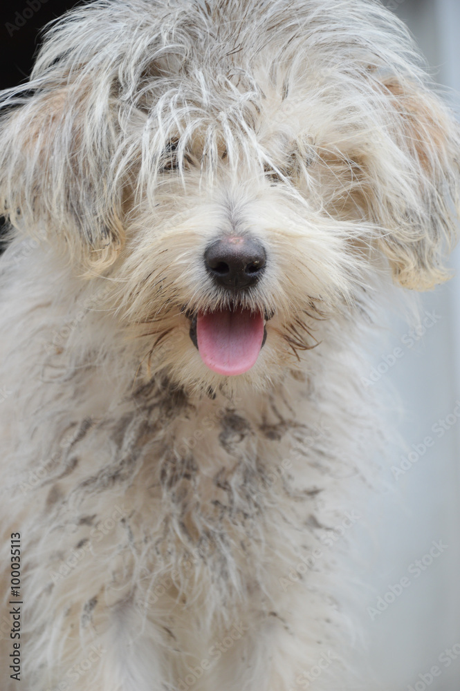 dog with messy and dirty hair Stock Photo | Adobe Stock