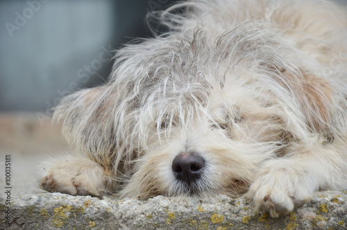  dog with messy  and dirty hair