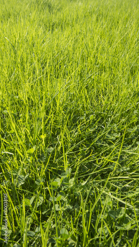 Green grass surface background