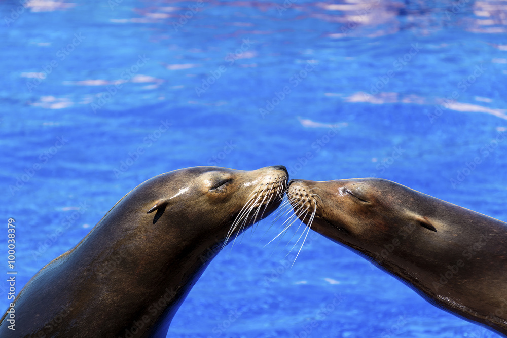 Naklejka premium Portrait of marine seal kissing near water pool.