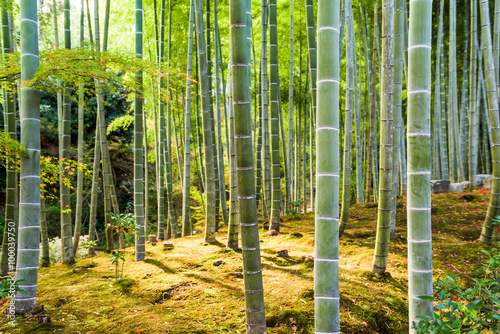 Kyoto Bamboo Forest