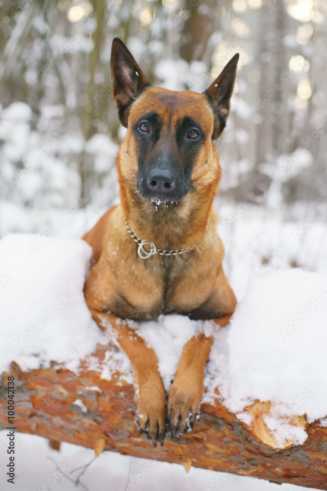 Portrait of Belgian Shepherd dog Malinois at winter Portrait of Belgian Shepherd dog Malinois at winter