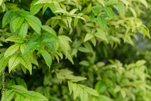  green leaf background