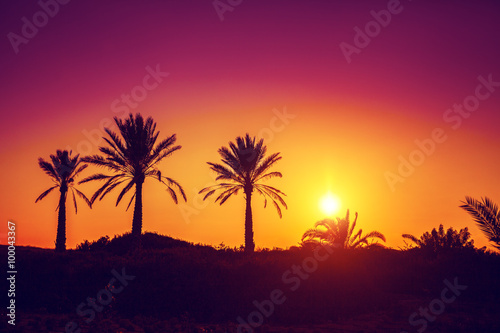 Fototapeta Naklejka Na Ścianę i Meble -  Silhouette of palm trees at sunset