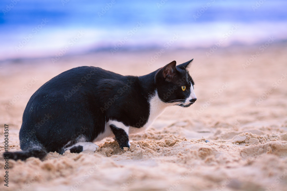 Cat sitting on the beach