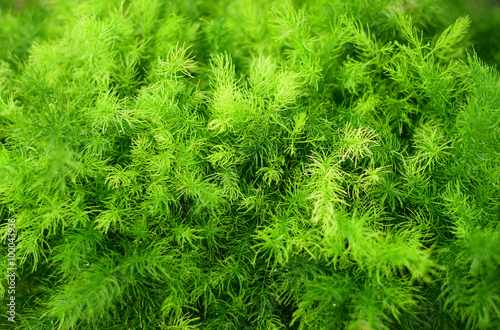 Brigth green fern