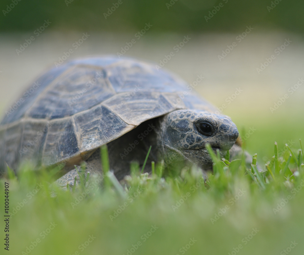 turtle isolated on white background turtle isolated on white background