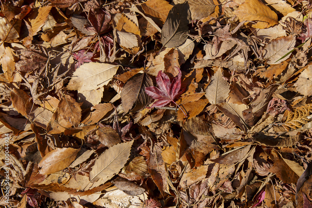 Fallen leaves Fallen leaves