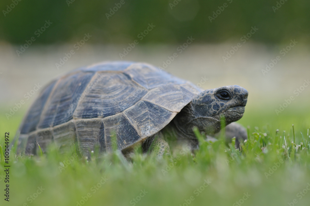 Fototapeta premium turtle isolated on white background