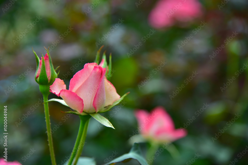 Thai rose Thai rose