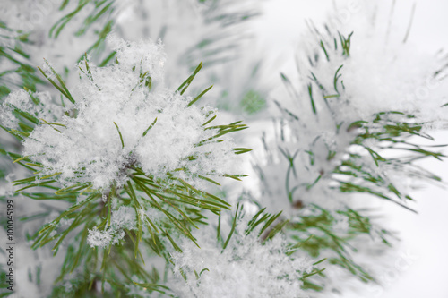 Snowflake on fir branches