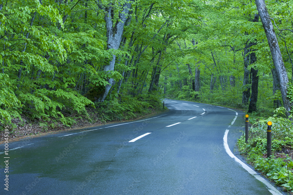 Obraz premium Road in a green forest