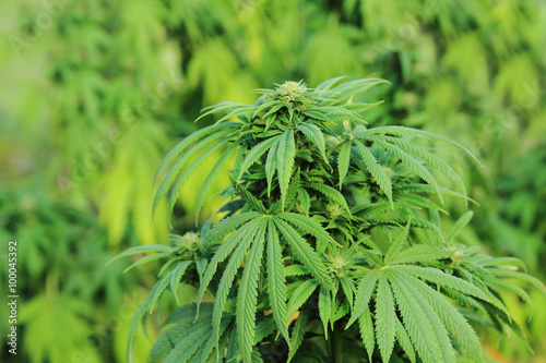 cannabis plant  marijuana 