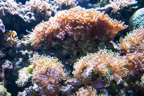 coral reef fish in the water © bebeball