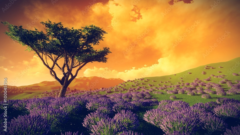 Obraz premium Lavender fields with solitary tree