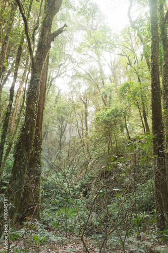 Deep forest with soft lighting in Kew Mae Pan, Chom Thong, Chian
