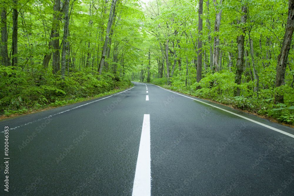 Obraz premium Road in a green forest