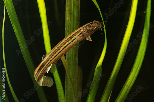 Weatherfish, Misgurnus fossilis photo