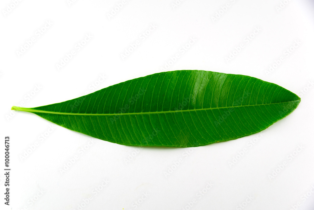 Obraz premium Green leaf isolated on white background