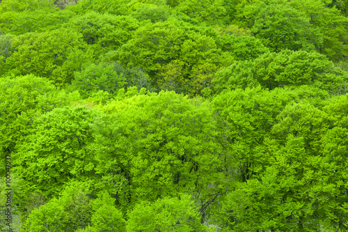 Green forest mountain