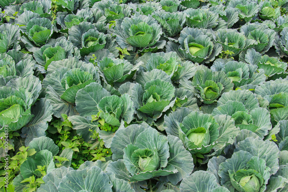 Cabbage in the garden at Phu Tub Berk,Thailand. Cabbage in the garden at Phu Tub Berk,Thailand.