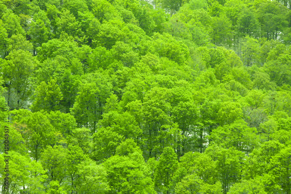 Green forest mountain Green forest mountain