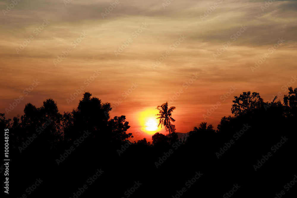 Cornfield  many trees silhouette Sunset, unfocused (Blur Background)