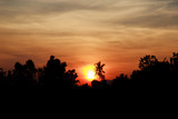Cornfield  many trees silhouette Sunset, unfocused (Blur Background)