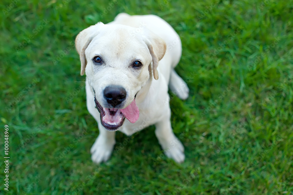 labrador on the green grass