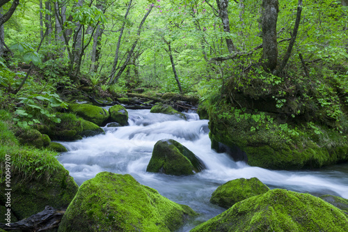 Stream in green forest