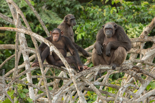 chimpanzee on mangroves in Congo/chimpanzee on mangroves in Congo © photocech