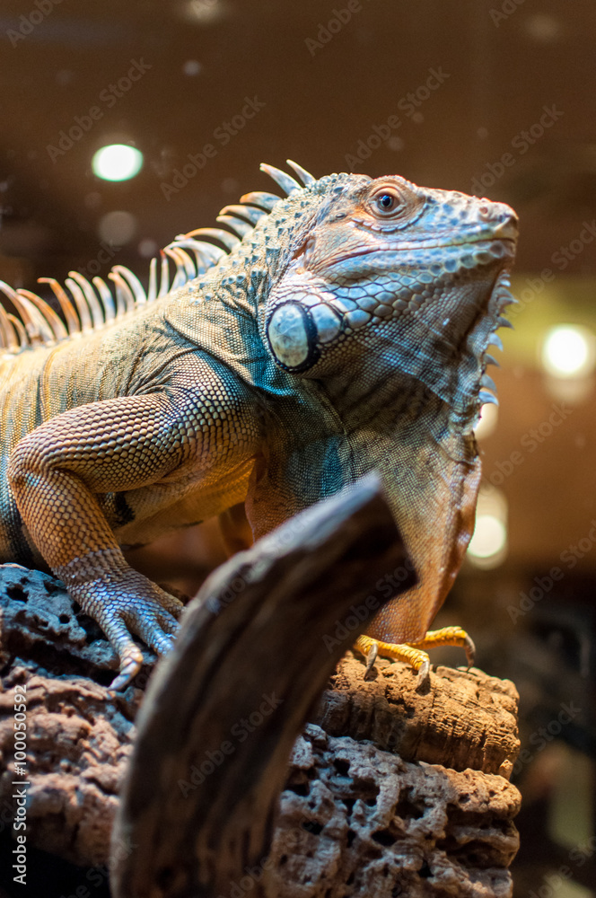 Fototapeta premium Iguana sitting on a branch in the terrarium
