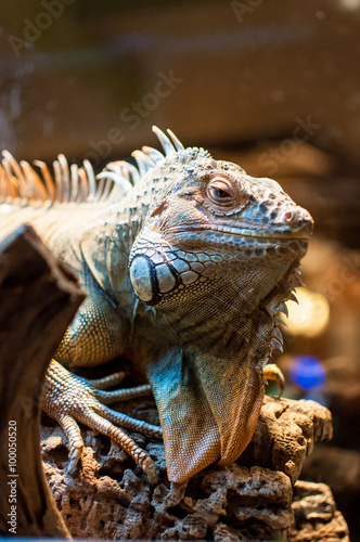 Iguana sitting on a branch in the terrarium