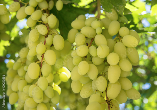Grape vines in the sunlight